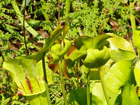 Sarracenia x catesbaei