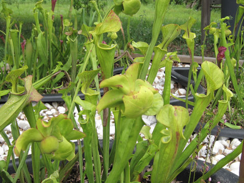 Sarracenia x catesbaei