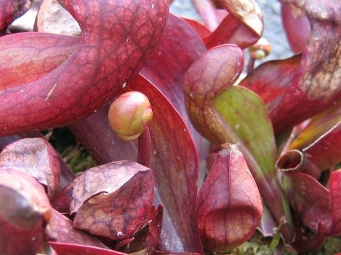 Sarracenia x courtii