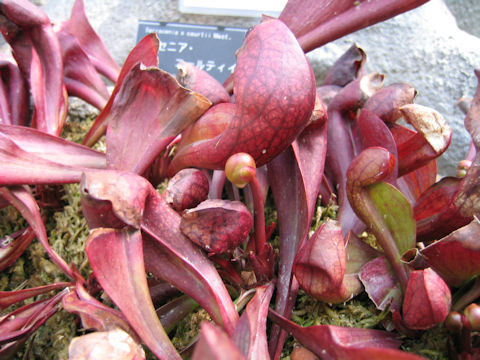 Sarracenia x courtii