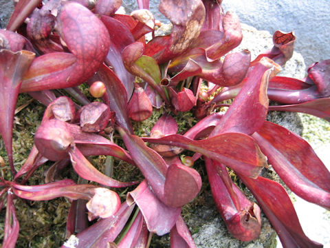 Sarracenia x courtii