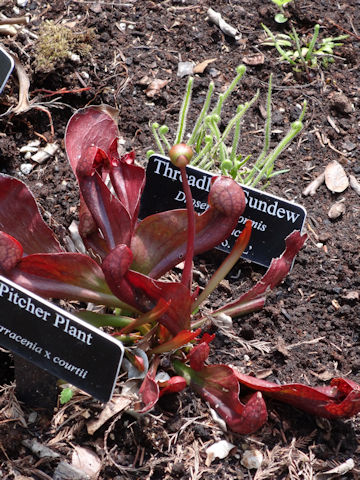 Sarracenia x courtii