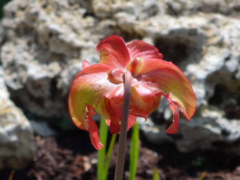 Sarracenia x courtii