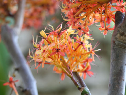 Saraca declinata