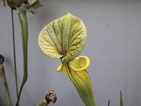 Sarracenia flava