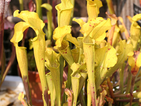 Sarracenia flava