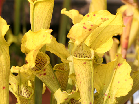 Sarracenia flava