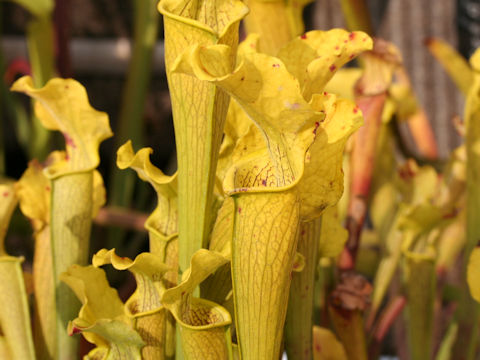 Sarracenia flava