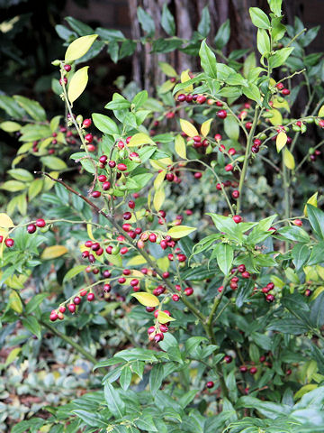 Sarcococca hookeriana