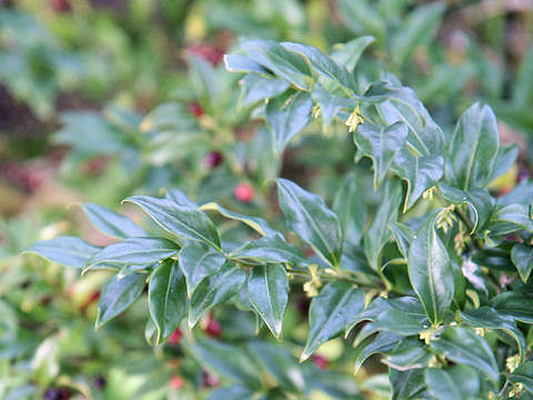 Sarcococca hookeriana