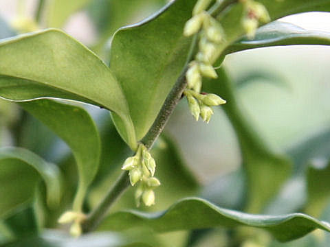 Sarcococca hookeriana