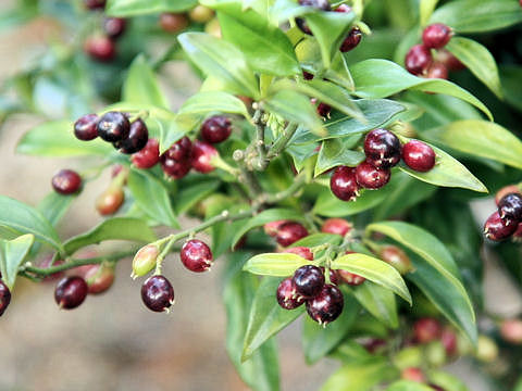 Sarcococca hookeriana