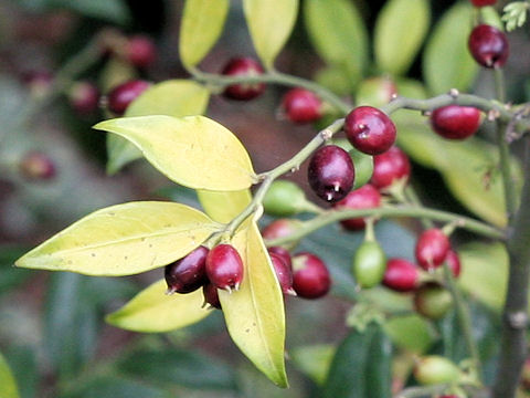 Sarcococca hookeriana