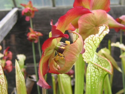 Sarracenia leucophylla