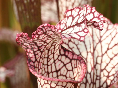 Sarracenia leucophylla