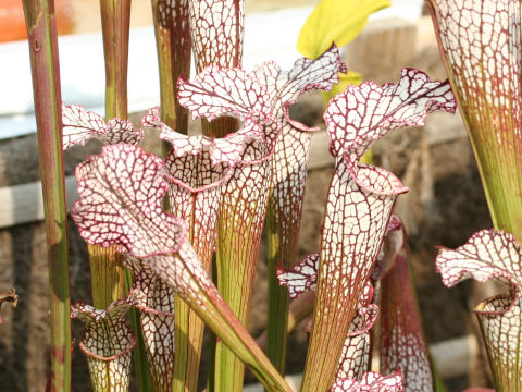 Sarracenia leucophylla