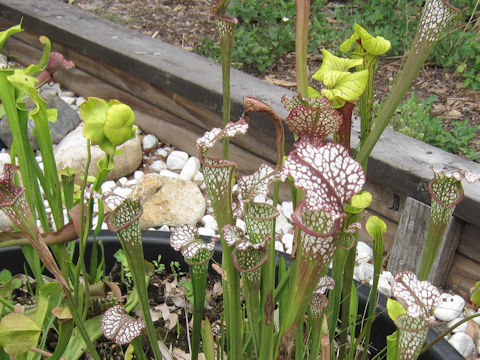 Sarracenia leucophylla