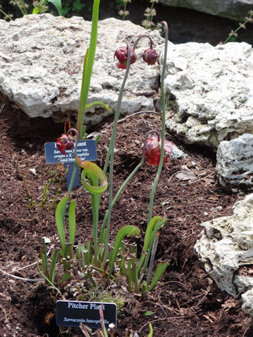 Sarracenia leucophylla