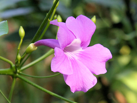 Saritaea magnifica