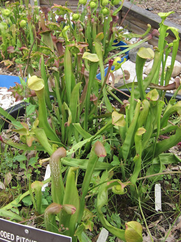 Sarracenia minor