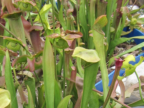 Sarracenia minor