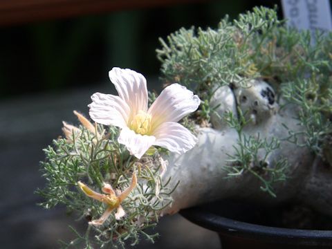 Sarcocaulon peniculinum