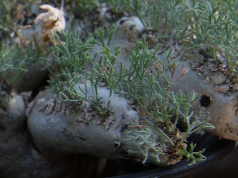 Sarcocaulon peniculinum