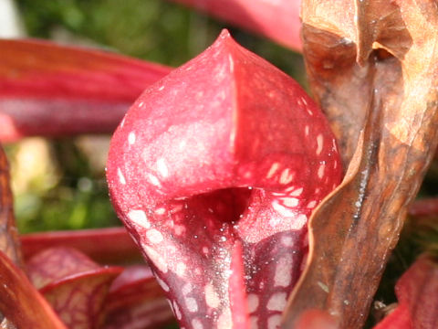 Sarracenia psittacina