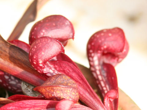 Sarracenia psittacina