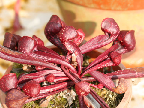 Sarracenia psittacina