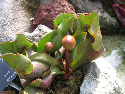 Sarracenia purpurea