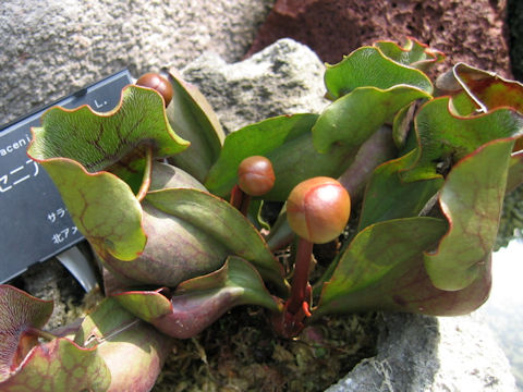 Sarracenia purpurea