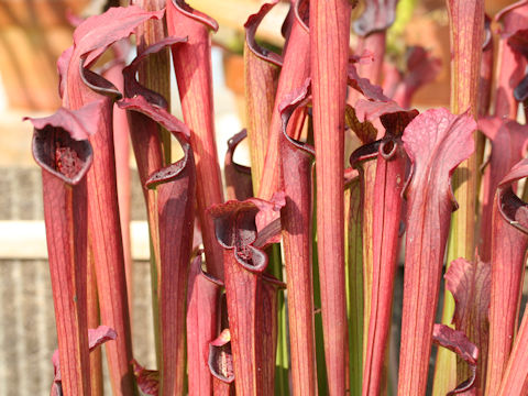 Sarracenia rubra