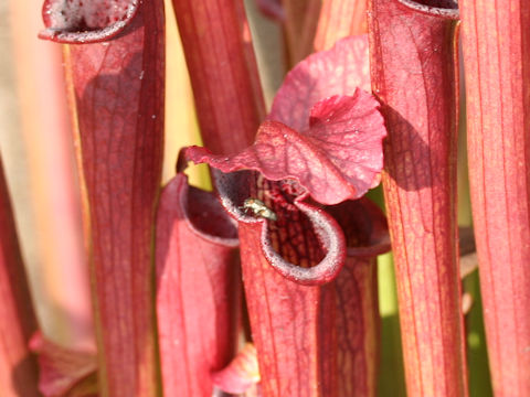 Sarracenia rubra