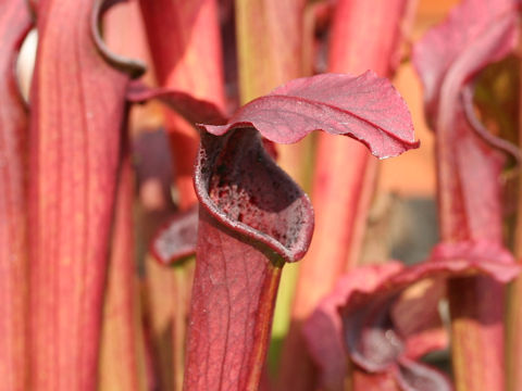 Sarracenia rubra