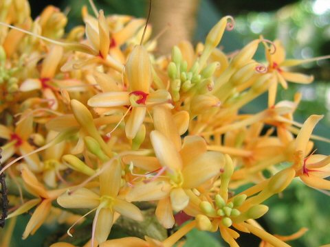 Saraca thaipingensis