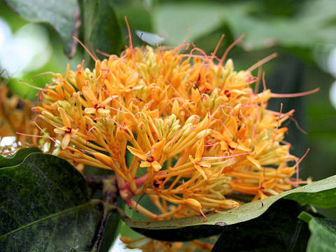 Saraca thaipingensis