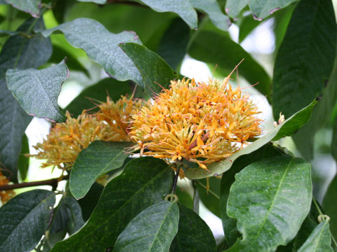 Saraca thaipingensis