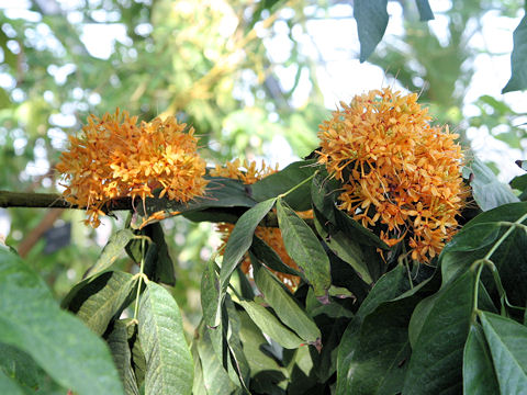 Saraca thaipingensis