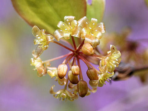 Smilax china