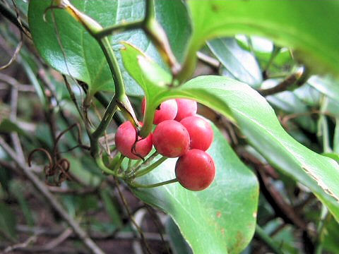 Smilax china