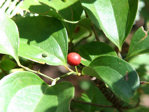 Smilax china