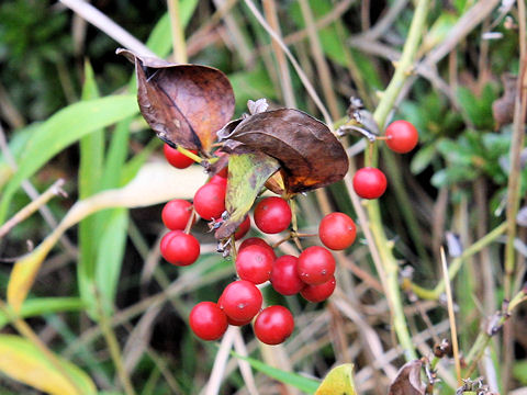 Smilax china