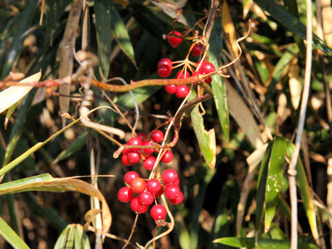 Smilax china