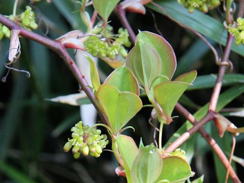 Smilax china