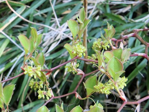 Smilax china