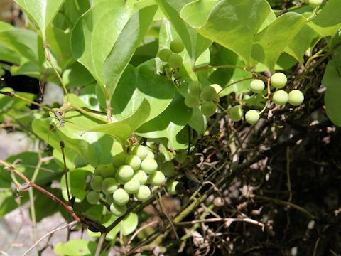 Smilax china