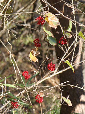 Smilax china