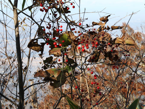 Smilax china