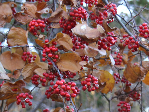 Smilax china